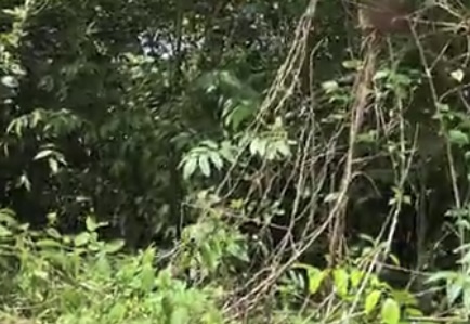 Urgente: facção enterra corpo de homem em cemitério do tribunal do crim3 no Parque das Nações