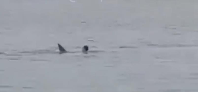 Ataque m0rtal: turista de 24 anos é devorado por tubarão; veja vídeo