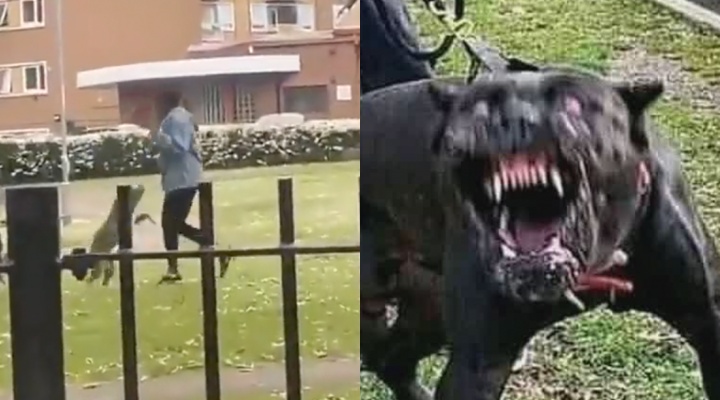 Desesperador: vídeo mostra momento que mulher é atac4da por três pitbulls; veja