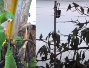 Revoada de periquitos no V8 pode virar Patrimônio Cultural de Manaus; entenda