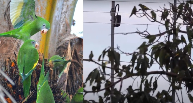 Revoada de periquitos no V8 pode virar Patrimônio Cultural de Manaus; veja vídeo