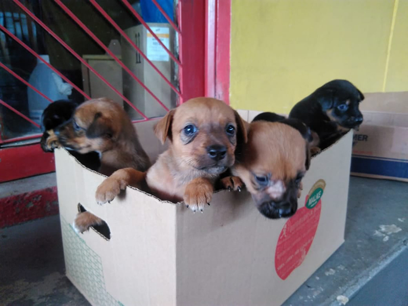 CENAS FORTES: cães abandonados lutam pela fome e são forçados a devorar filhotes para sobreviver; veja vídeo