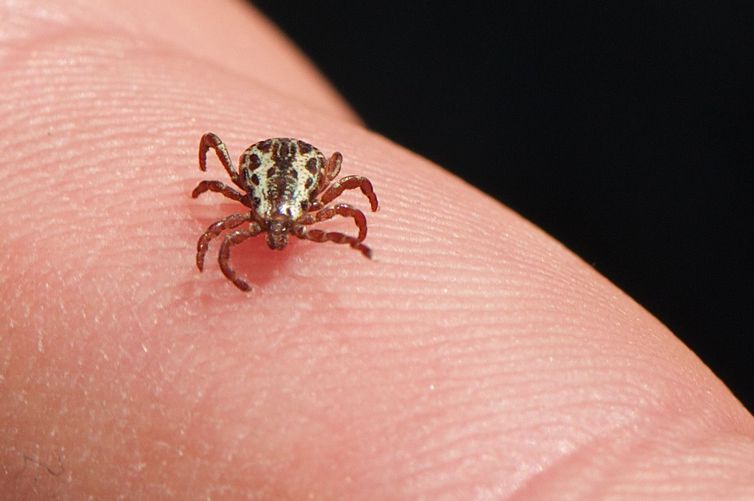 ‘Febre maculosa’: sobe para 3 o número de mortes confirmadas por picada de carrapato