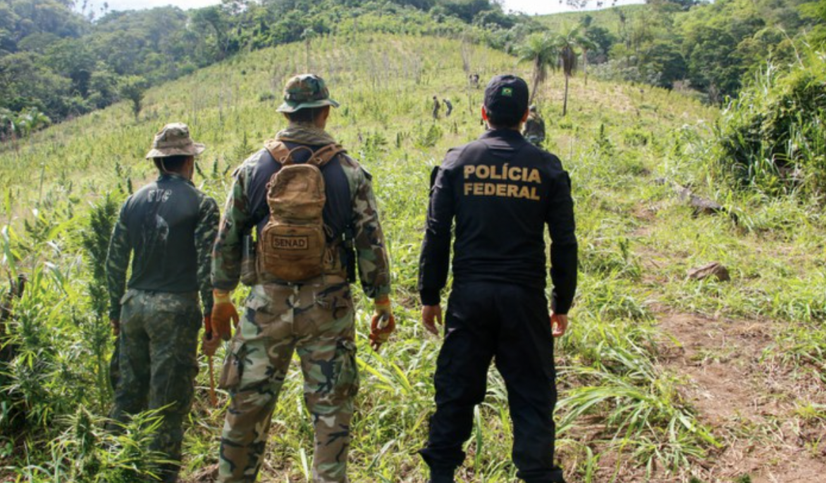 Operação Nova Aliança: forças de segurança do Brasil e Paraguai combatem plantações ilegais de Cannabis