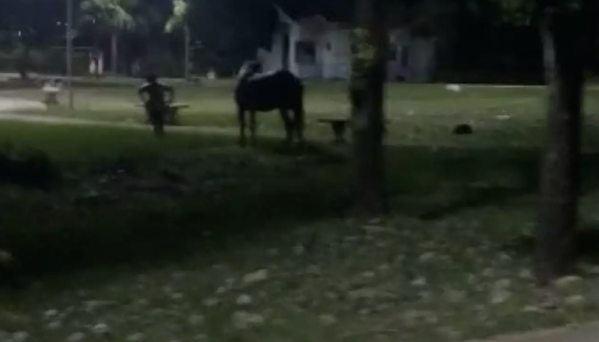 Tarado e sem noção: homem é preso enquanto estupr4v4 égua em praça pública; veja vídeo