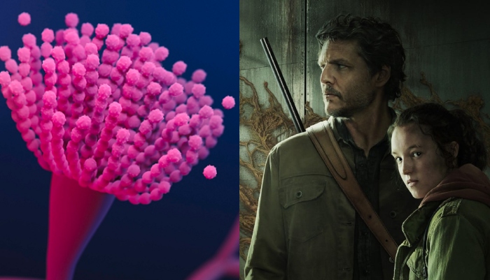 ‘Não é mais ficção’: possível nova pandemia pode vir de fungos descobertos na China, revelam pesquisadores