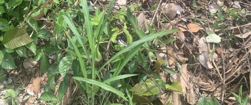Homem é amarr4do e execut4do em matagal do Tarumã; imagem forte