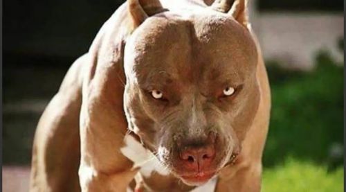 Pitbull responsável por ataque a criança é localizado e mort0 por moradores; saiba mais