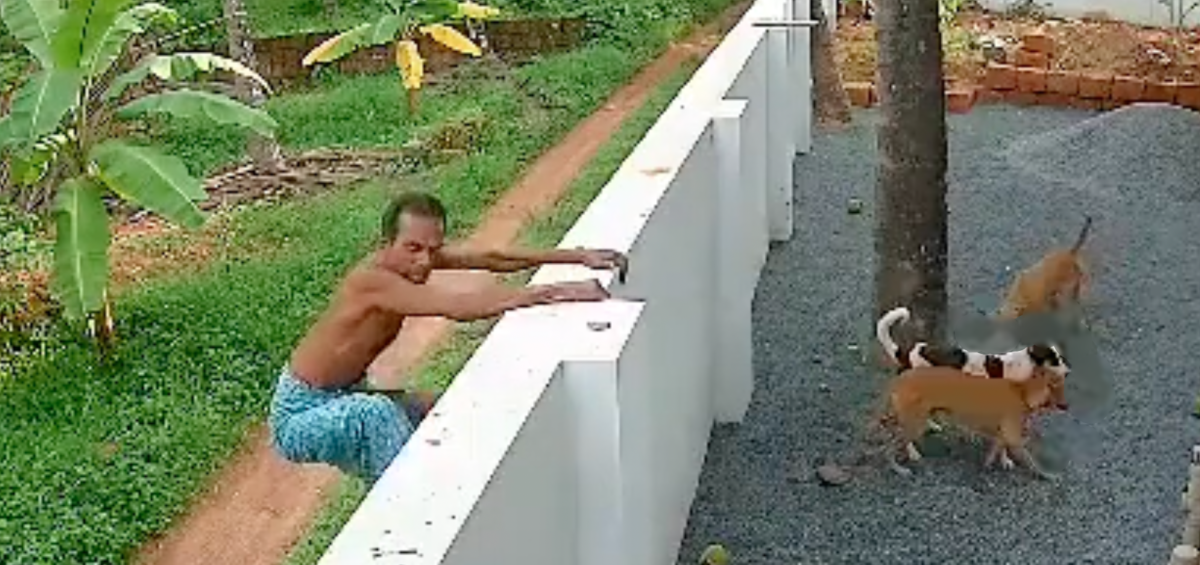 Desesperador: menina de 8 anos é atac4da por ‘gangue’ de cachorros e luta pela vida; veja vídeo