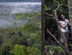 El Niño está próximo de causar desastre ambiental na Amazônia, alerta bióloga