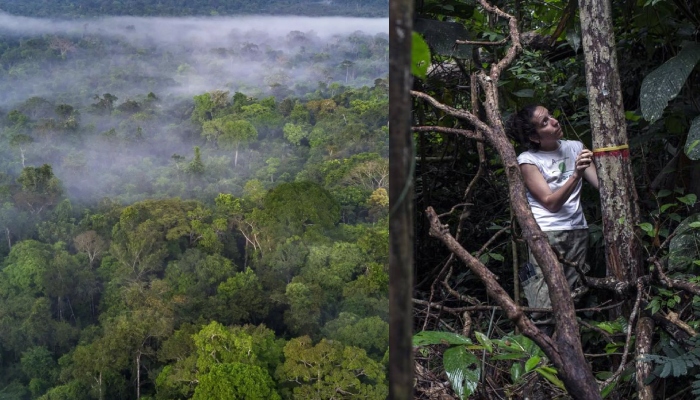 El Niño está próximo de causar desastre ambiental na Amazônia, alerta bióloga