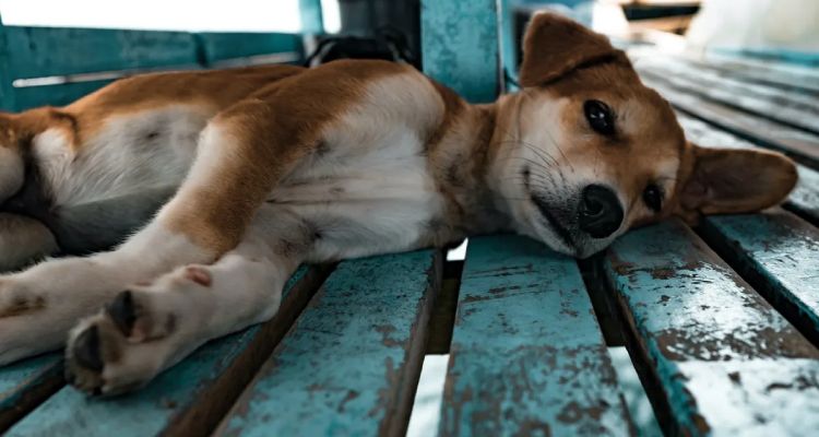 Lei torna obrigatório que motoristas prestem socorro a animais atropelados em Manaus