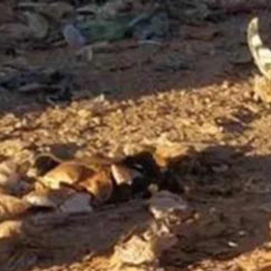 Mistério: corp0s de casal são encontrados abandonados em lixão; veja foto