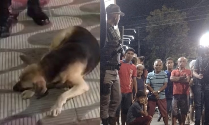 Amor verdadeiro: cachorro de homem assassinad0 permaneceu ao lado do dono até IML chegar em Manaus