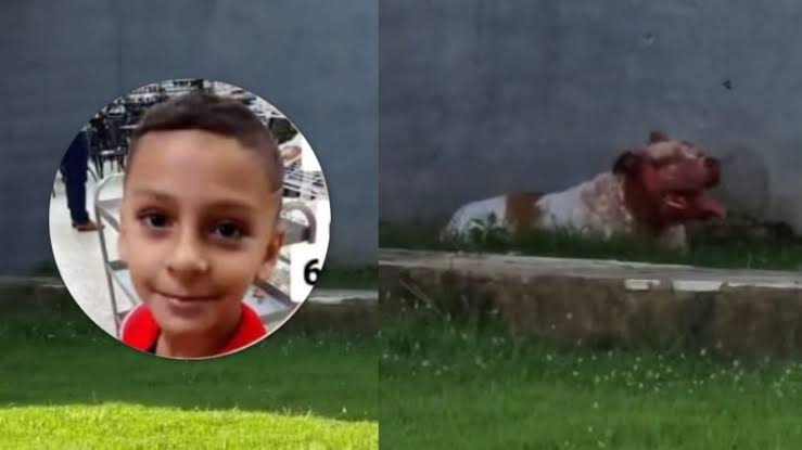 Tristeza: m0rre criança atacad4 por Pitbulls da vizinha