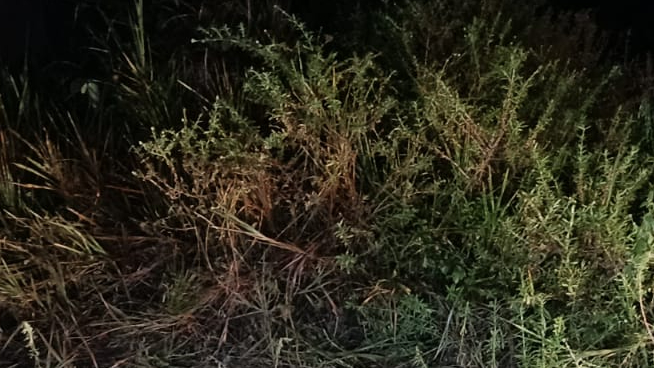 Urgente: c0rpo esqu4rtejad0 é encontrado no Japiim; veja imagens