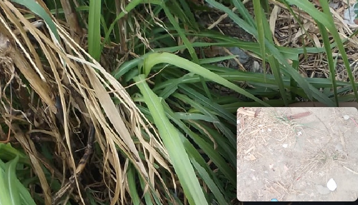URGENTE: moça jovem é execut4da com t1ros na c4beça no bairro Petrópolis; veja vídeo