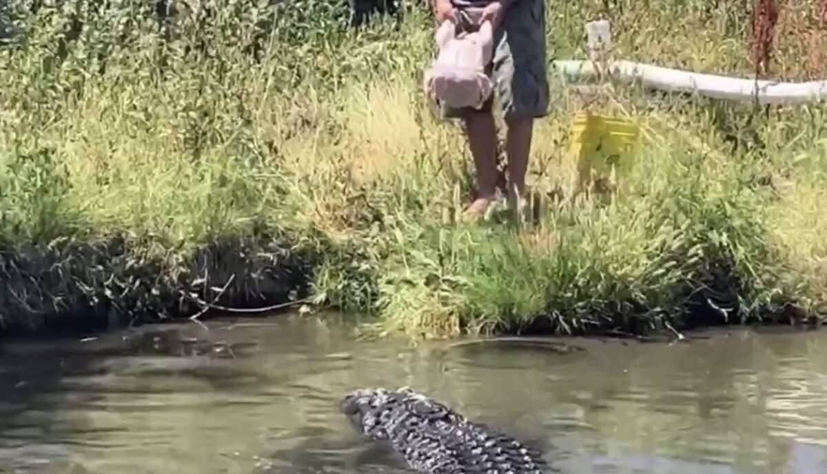 Domador tenta alimentar jacaré e quase acaba virando o almoço do animal; veja o vídeo
