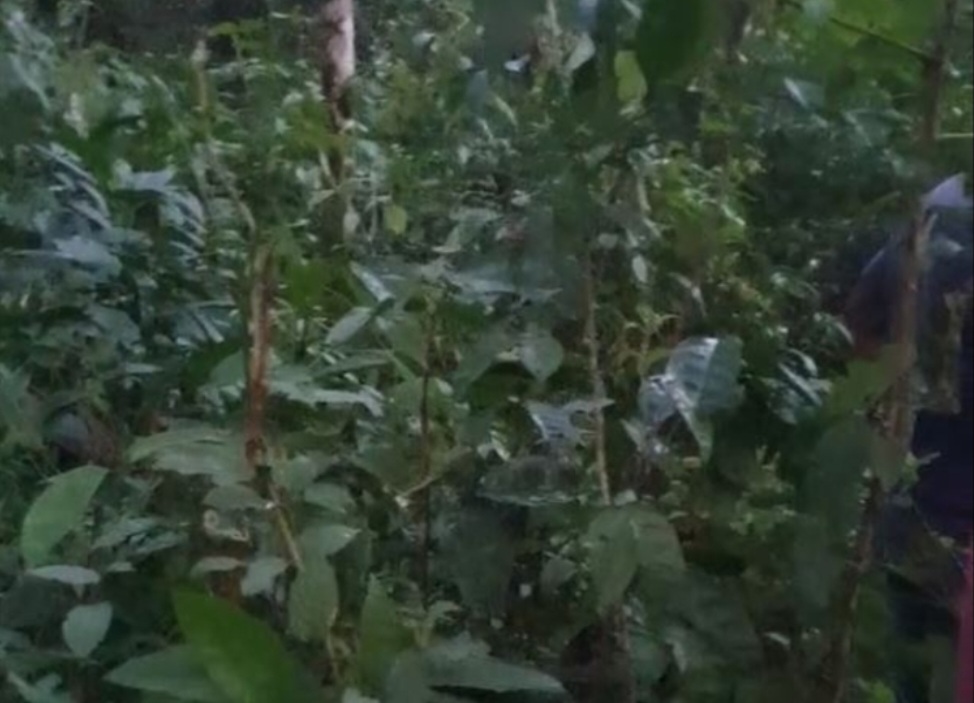 C0rpo de jovem desaparecido é encontrado apodrec3nd0 em matagal no AM