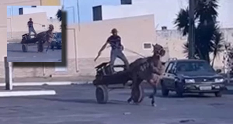 Cavalos vítimas de maus-tr4tos levam chicotad4s e puxam carroças no DF; veja vídeo