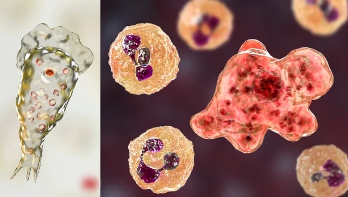 Brasil pode ter casos da ameba comedora de cérebros, alerta cientista