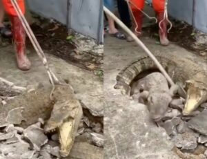 'Jacarés subterrâneos' saem de buraco na calçada e apavoram moradores; veja vídeo