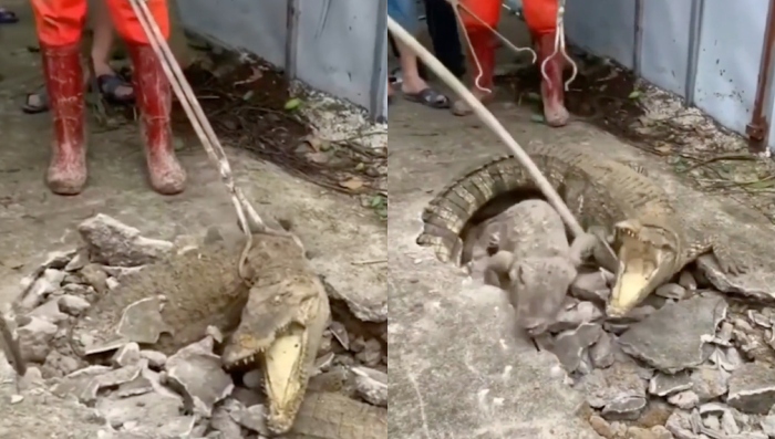 ‘Jacarés subterrâneos’ saem de buraco na calçada e apavoram moradores; veja vídeo