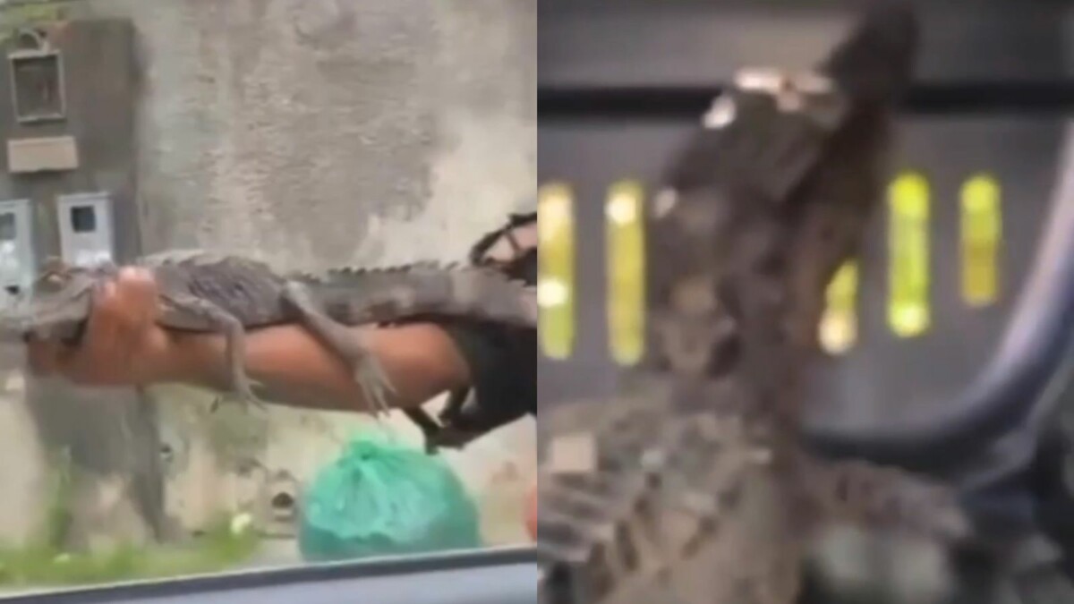 Homem é flagrado vendendo filhote de jacaré por R$ 20 em Manaus; veja vídeos