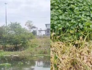 URGENTE: c0rpo em dec0mposição é encontrado em igarapé no bairro Santa Luzia; veja vídeo