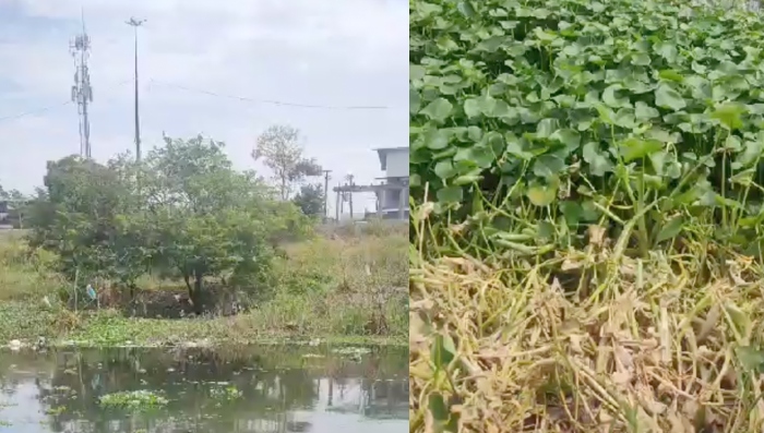 URGENTE: c0rpo em dec0mposição é encontrado em igarapé no bairro Santa Luzia; veja vídeo