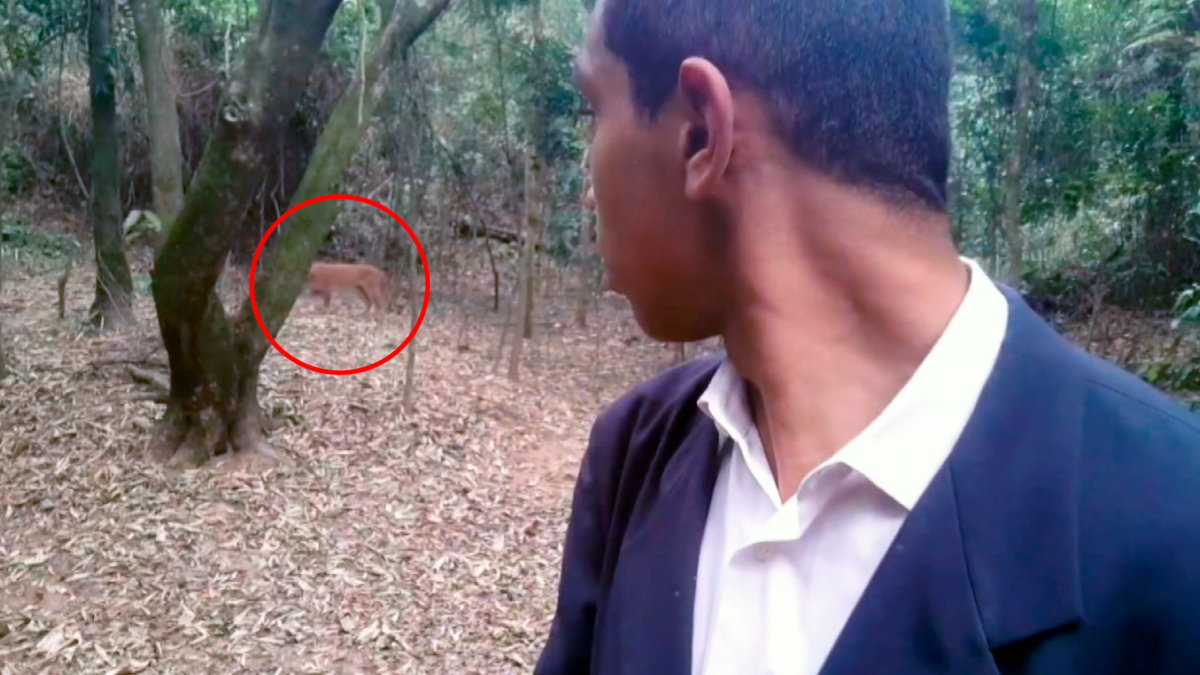 Pastor é surpreendido por onça durante pregação e se desespera: ‘Jesus tira ela daqui por favor!’; veja