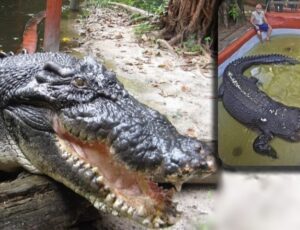 Crocodilo de 120 anos quebra recorde de tamanho e continua crescendo; veja vídeo