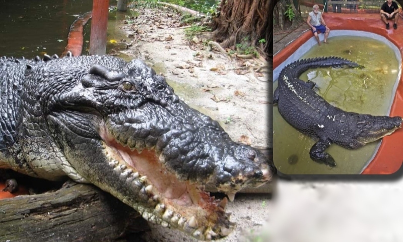 Crocodilo de 120 anos quebra recorde de tamanho e continua crescendo; veja vídeo