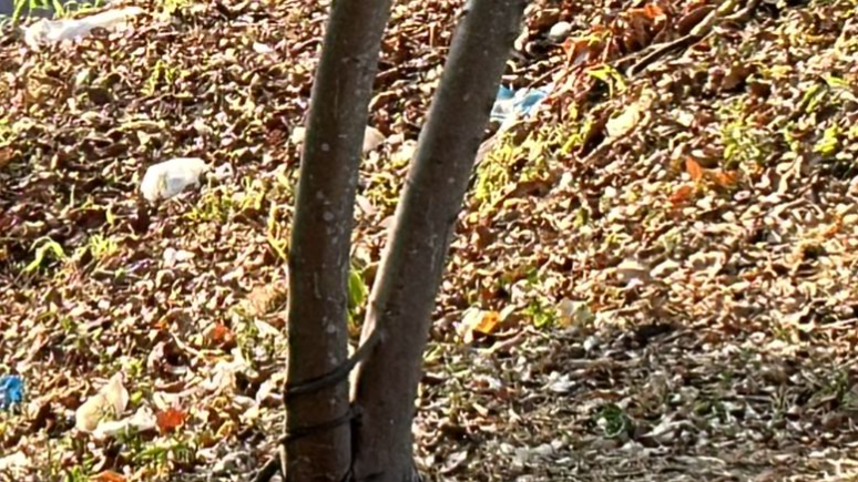 URGENTE: c0rpo em dec0mposição é encontrado às margens do Igarapé do Passarinho; veja vídeo