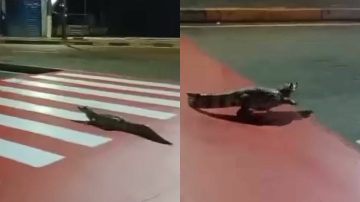 Jacaré é flagrado passeando “de boa” em frente ao Shopping Millenium, em Manaus; veja vídeo