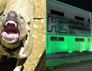 Pitbull da família dev0ra br4ço de cri4nça de 3 anos; veja vídeo