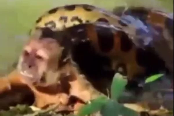 Vídeo mostra macaco-prego buscando socorro diante de ataque de sucuri