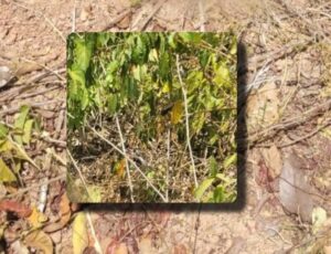 Foto: Reprodução/ internet/ Maués