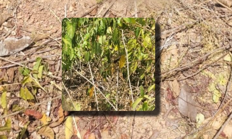 Esquartej4do: Corp0 é encontrado sem c4beça, pernas e braços em Maués; veja