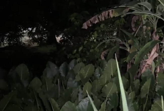 Urgente: facção desova corp0 em matagal na Compensa