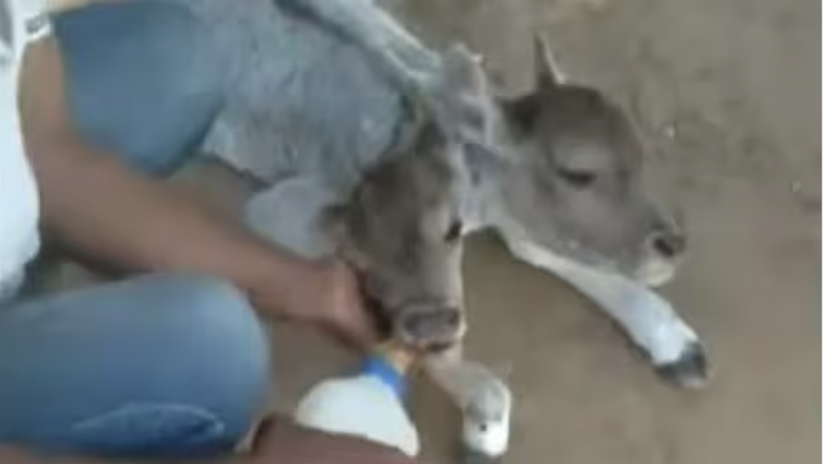 Bezerra nasce com duas cabeças e intriga moradores; veja vídeo