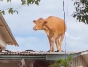 Vaca vai parar em cima de telhado após ciclone no Rio Grande do Sul; veja vídeo