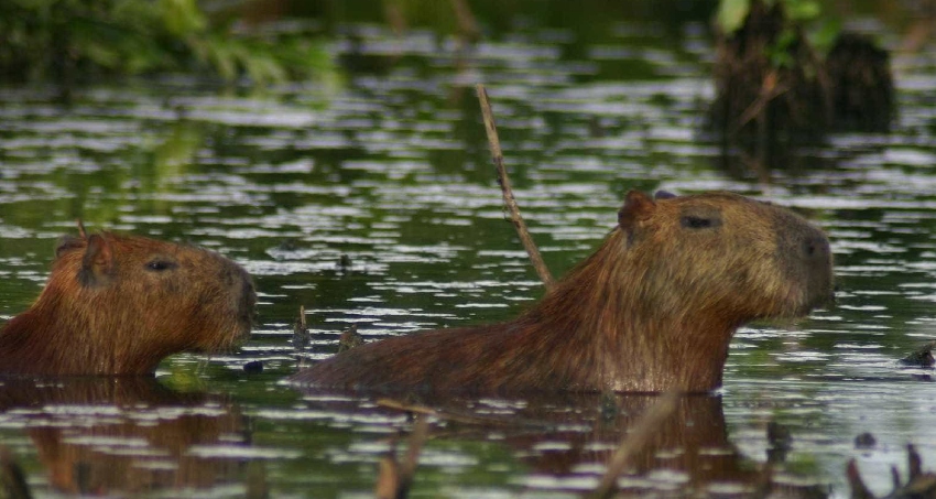 Advogado que m@tou capivaras é preso