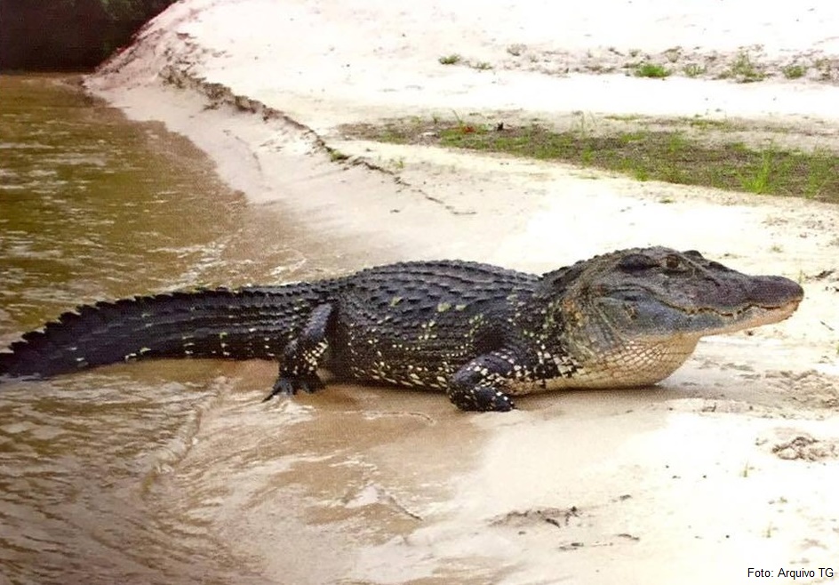 Ataque de jacaré deixa pescador gravemente ferido no Amazonas; cenas fortes