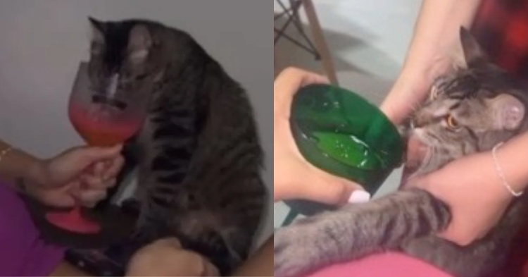 Governo demite servidora do AM que filmou amiga dando vodca a gato