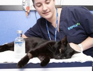 Vodka salva vida de gato que havia ingerido produto tóxico; veja vídeo