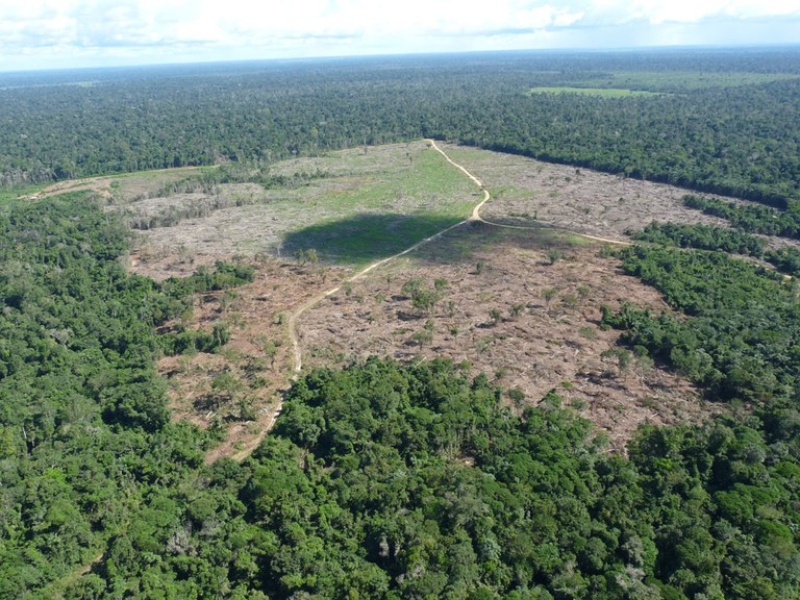 Penalidade: pecuarista vai pagar multa milionária por queimar Floresta Amazônica