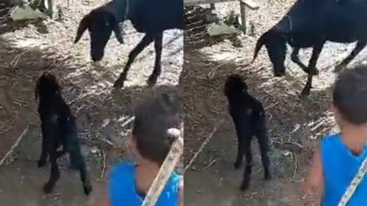 Bode derruba criança que ameaçou bater nele com um pedaço de pau e vídeo viraliza; veja