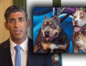 'Vamos proibir a raça de cães American Bully XL em nosso país', diz Ministro do Reino Unido
