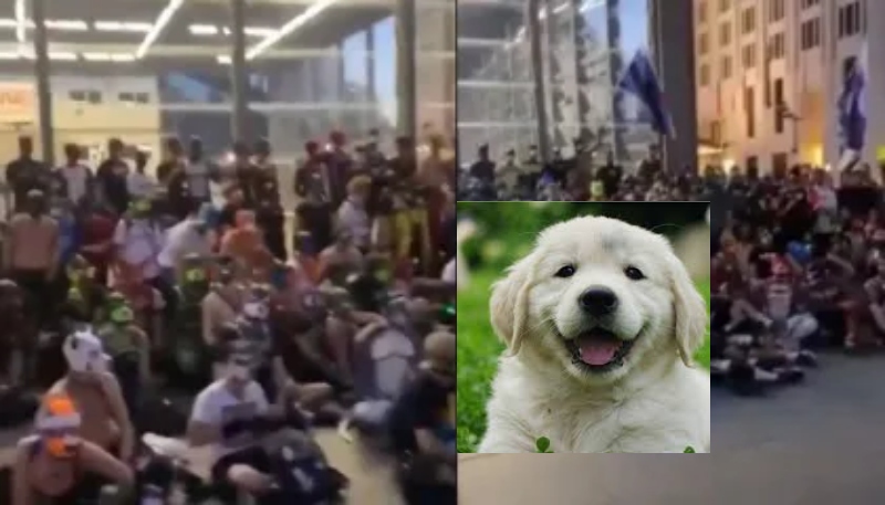 “Au, au”: mais de mil 1.000 ‘militantes’ protestam para virarem cachorros; veja vídeo